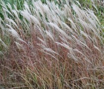 Miscanthus sinensis 'Adagio' in herfst kleuren