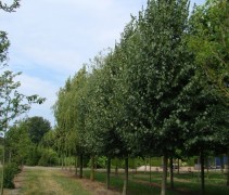 Winterlinde 'Greenspire' op de kwekerij in Apeldoorn