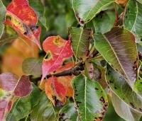 Pyrus calleryana 'Chanticleer' - Sierpeer - 2