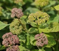 Hydrangea arborescens 'Invincibelle' - Hortensia Invincibelle (Pink Annabelle) - 1