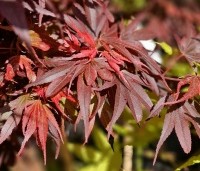 Acer palmatum 'Shaina' - Japanse Esdoorn 'Shaina' - 1