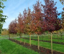 Amberboom worplesdon