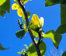 Magnolia Yellow Bird