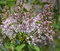 Syringa hyacinthiflora Maiden's Blush