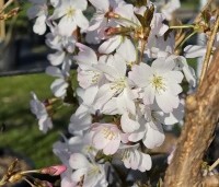 Prunus 'Pandora' - Sierkers 'Pandora' - bloeit al vroeg in maart