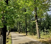 Quercus rubra - Amerikaanse eik - 3