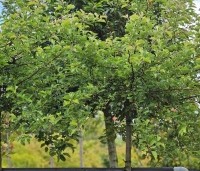 Malus Toringo 'Tina - Dwerg sierappeltje - 6
