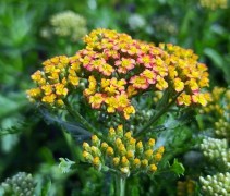 Achillae 'Cloth of Gold'