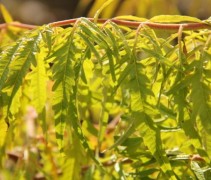 Rhus 'Golden Selection'