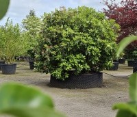 Rhododendron 'Catawbiense Grandiflorum' - Rododendron 'Catawbiense Grandiflorum' - XXL in airpot juni 2024 THB