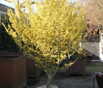 Hamamelis Arnold's Promise