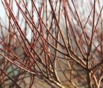 Salix integra 'Hakuro Nishiki'