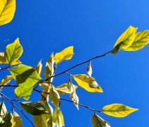 Sycoparrotia