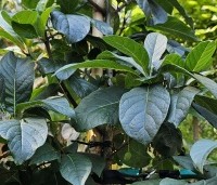 Chionanthus virginicus - Chionanthus virginicus - 6
