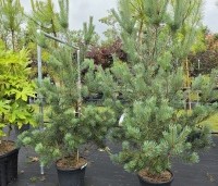 Pinus sylvestris 'Norska' - Grove Den 'Norska' - 1