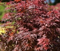 Acer palmatum 'Shaina' - Japanse Esdoorn 'Shaina' - 2