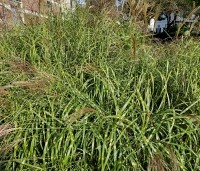 Miscanthus sinensis 'Zebrinus' - Prachtriet 'Zebrinus' - 2