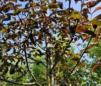 Juglans regia 'Purpurea' - Walnoot, roodbladig - 3