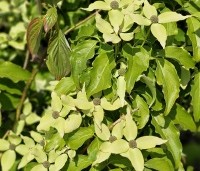 cornus kousa var chinensis - cornus kousa var chinensis - 1