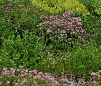Spiraea japonica 'Little Princess' - Spierstruik 'Little Princess' - vakbeplanting  - 7