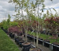Amelanchier spicata - Dwerg krentenboompje - meerstammig