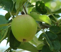 Malus domestica 'Groninger Kroon'