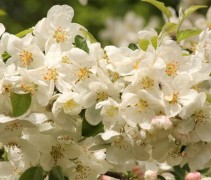 Malus ‘Evereste’