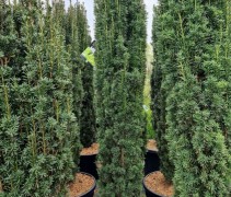 Taxus baccata 'Fastigiata Robusta'