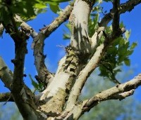 Platanus x hispanica 'Alphen's Globe' - Plataan - 1