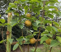 Pyrus pyrifolia 'Hosui' - Pyrus pyrifolia 'Hosui' - 2