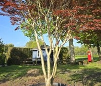 Acer palmatum 'Trompenburg' - Japanse Esdoorn 'Trompenburg' - 3