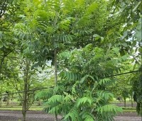 Rhus typhina - Fluweelboom - 2
