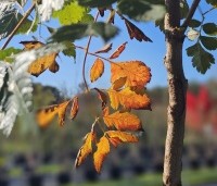Koelreuteria paniculata - Chinese vernisboom - 4