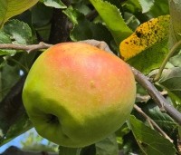 Malus dom. 'Jonagold' - Malus dom. 'Jonagold' - 3