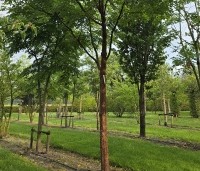 Acer griseum x nikoense - Papieresdoorn nikoense - 1