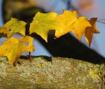 Acer cappadocicum 'Rubrum' in herfstkleur