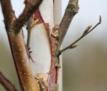 Betula albosinensis 'Fascination' ofwel Zilverberk moet u wel regelmatig water geven