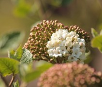 Viburnum Carlcephalum