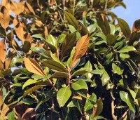 Magnolia grandiflora - Magnolia grandiflora - 1