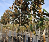 Magnolia grandiflora - Magnolia grandiflora - beginmaten in pot.  hoogstam