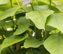 Catalpa bignonioides 'Nana'
