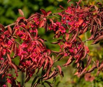 Gewone Kardinaalshoed 'Red Cascade' met rode bloei en rood verkleurd blad