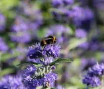 Hommel