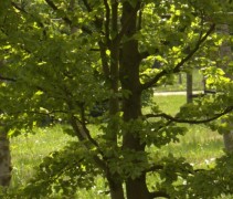meerstammige Fagus sylvatica 