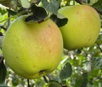 Malus dom. 'Notarisappel' - Malus dom. 'Notarisappel' - 4
