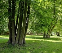 Tilia cordata - Winterlinde - 5