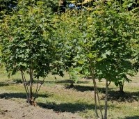 Acer saccharinum - Zilveresdoorn - 3