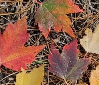Acer rubrum 'Brandywine' - Acer rubrum 'Brandywine' - 1