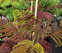 Albizia julibrissin 'Summer Chocolate' - Perzische slaapboom 'Summer Chocolate' - 1