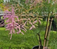 Tamarix ramosissima 'Pink Cascade' - Tamarisk - 2